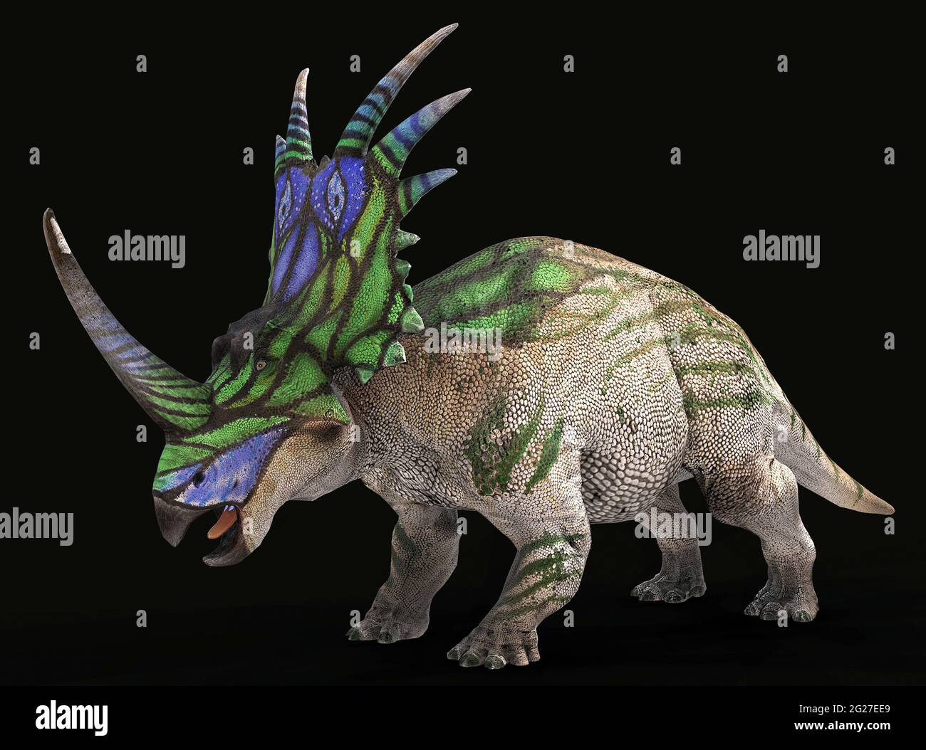 Styracosaurus-Dinosaurier mit farbenfrohem Halsband. Stockfoto