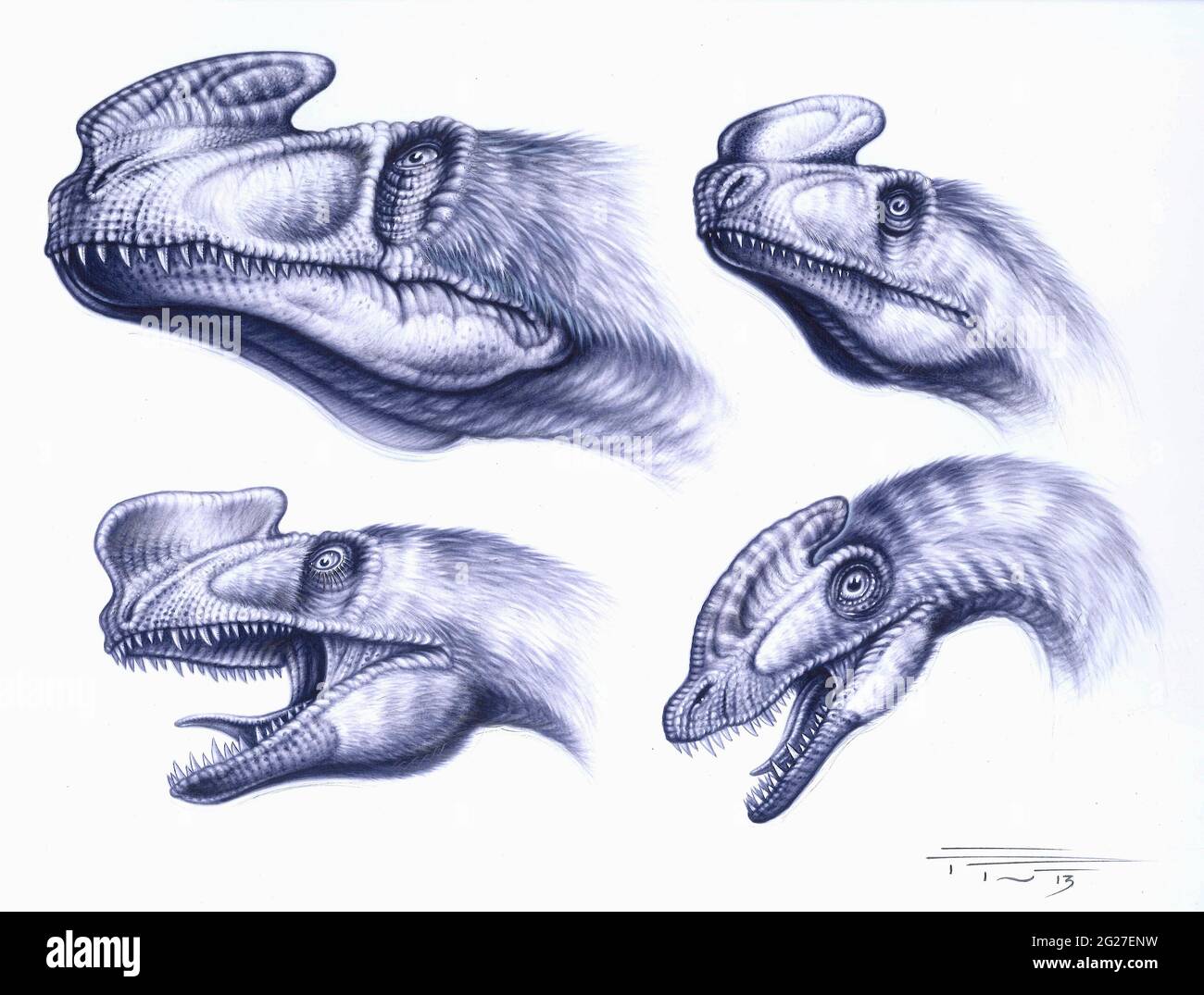 Sinotyrannus kazuoensis Fotos und Bildmaterial in hoher Auflösung Alamy