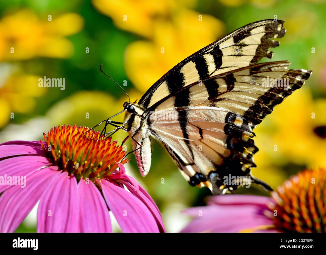 Nahaufnahme eines Östlichen Tiger-Schwalbenschwanzes (Papilio glaucus), der sich am Nektar der purpurnen Konelblume (Echinacea purpurea) ernährt. Speicherplatz kopieren. Stockfoto