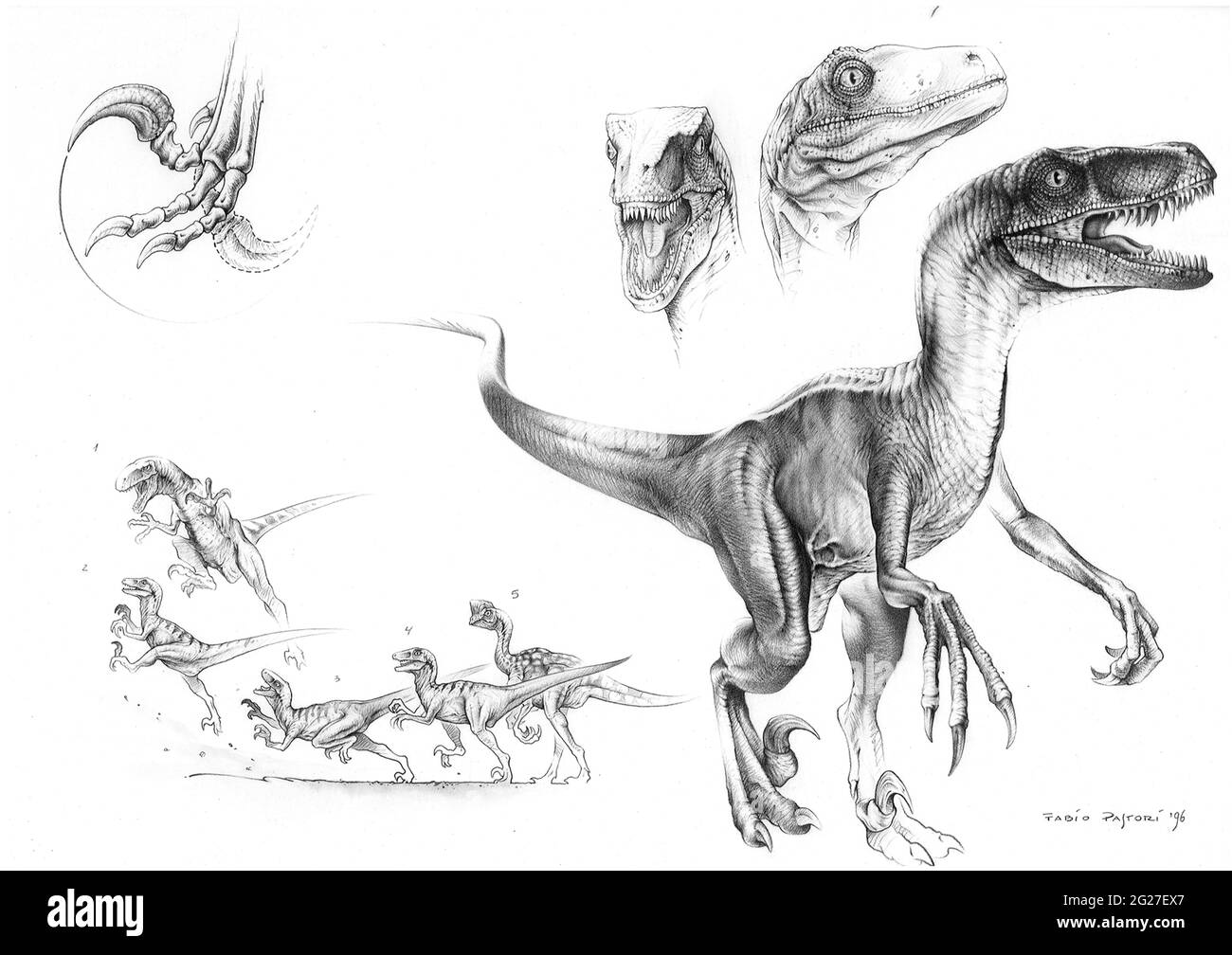 Graphitskizze des Velociraptors. Stockfoto