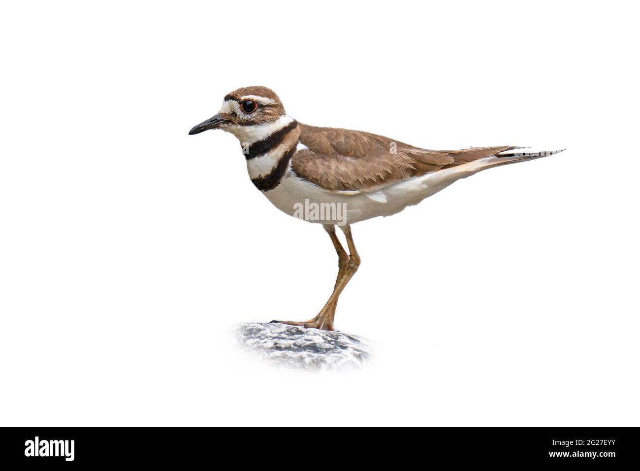 Killdeer, (Charadrius vociferus), Vogel auf weißem Hintergrund ausgeschnitten Stockfoto