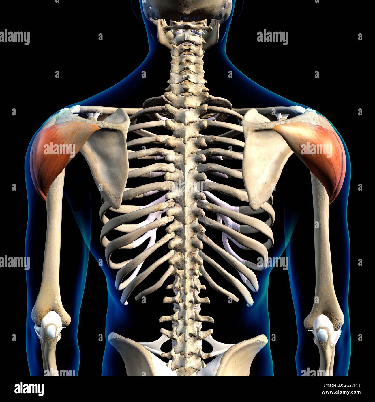 Deltoidmuskeln, die in der posterioren Ansicht mit der menschlichen Skelettanatomie isoliert sind. Stockfoto