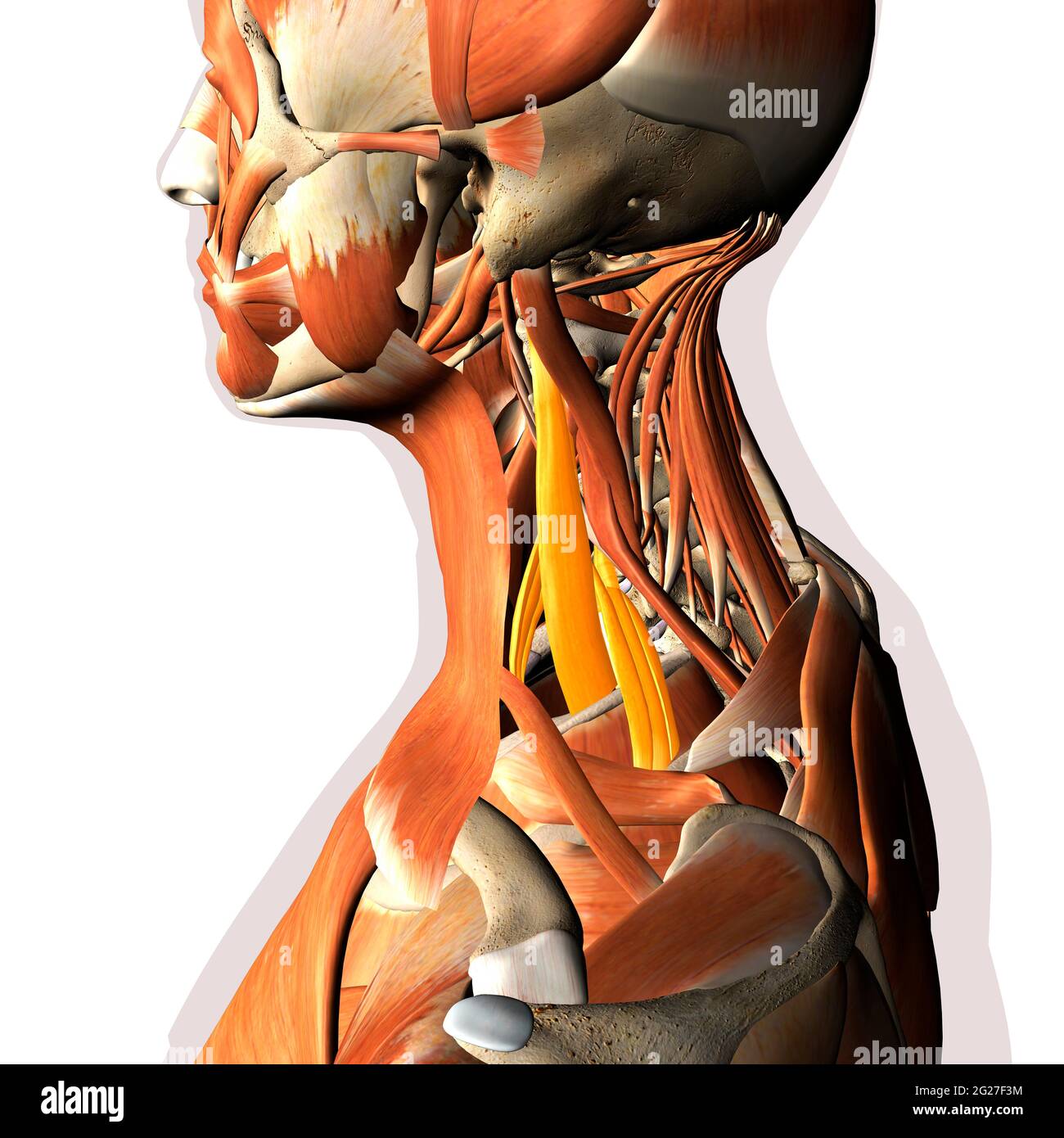 Scalene Nackenmuskeln innerhalb des Muskelsystems hervorgehoben, auf weißem Hintergrund. Stockfoto