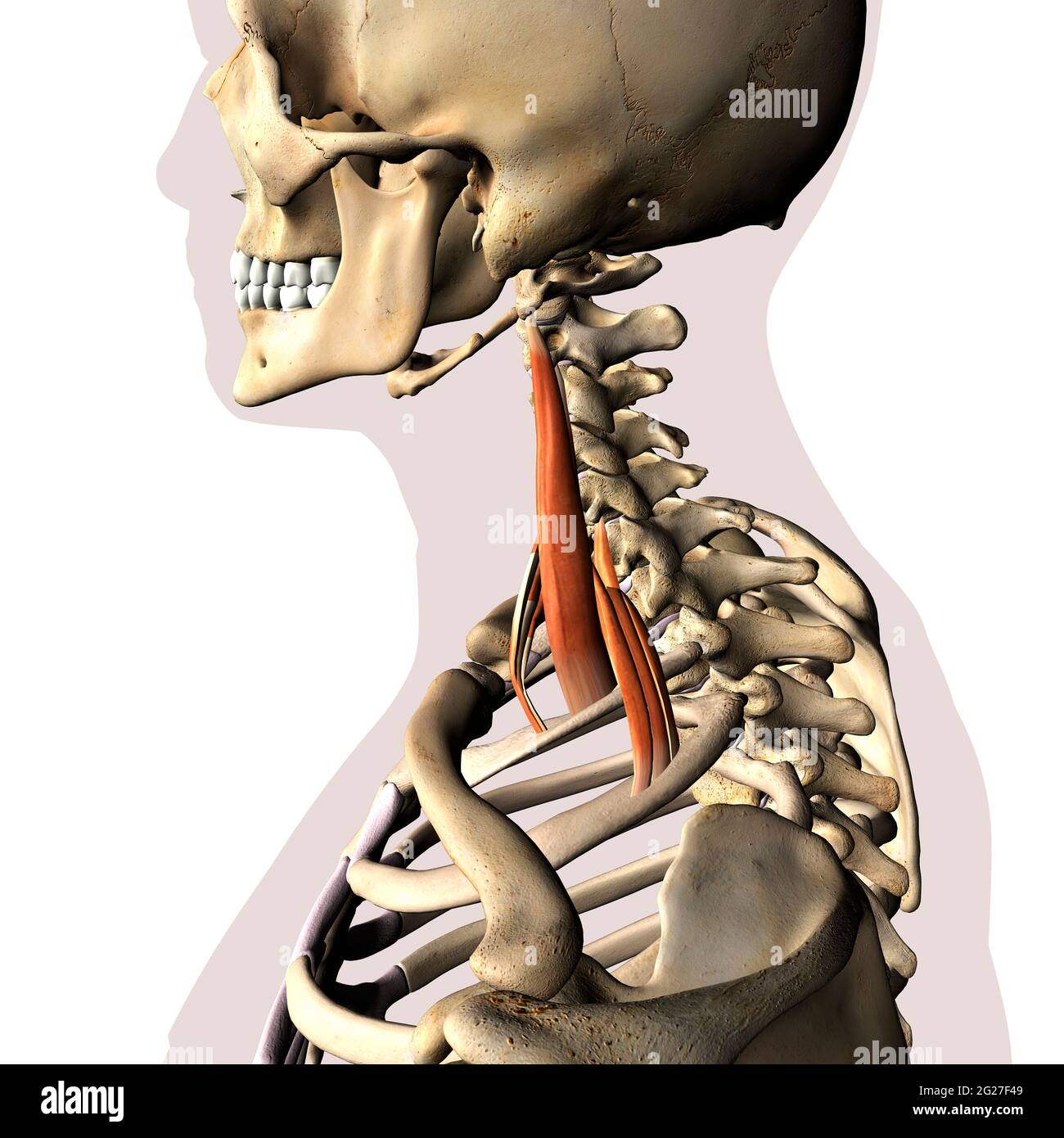 Im Skelettsystem isolierte Skalenhalsmuskeln auf weißem Hintergrund. Stockfoto
