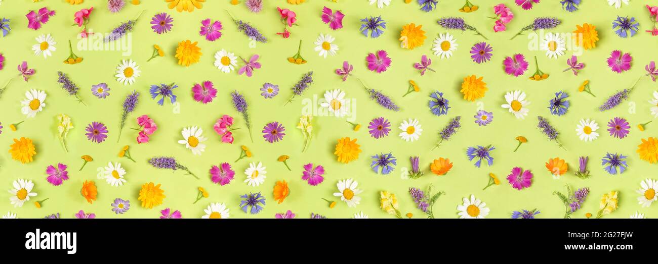Banner mit bunten Wildblumen auf grünem Hintergrund, als Hintergrund oder Textur. Frühling, Sommer Naturtapete für Ihr Design. Draufsicht FLA Stockfoto