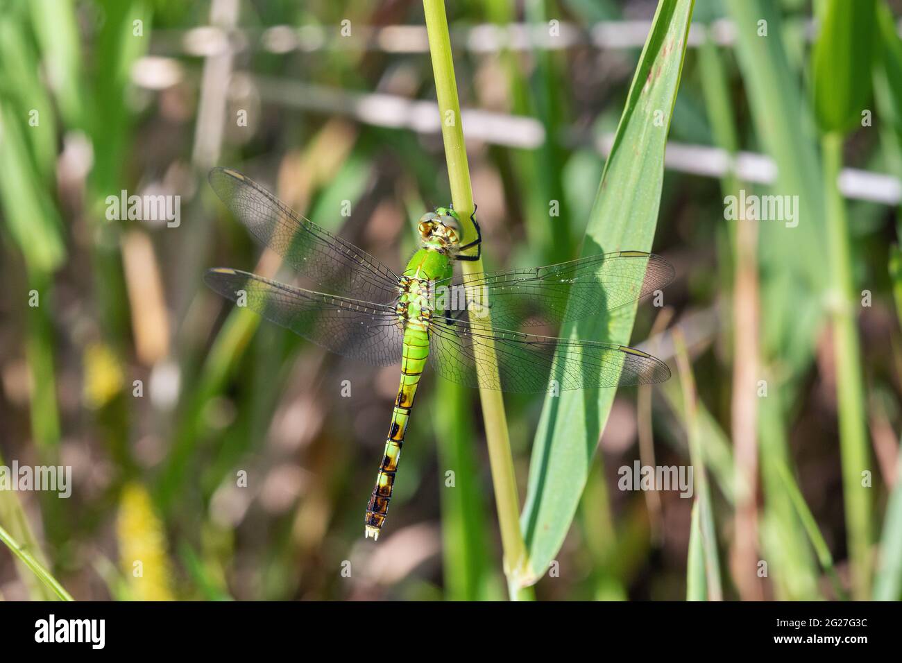 Weibliche östliche Pondhawk-Libelle (Erythemis simplicicollis) in Iowa Stockfoto