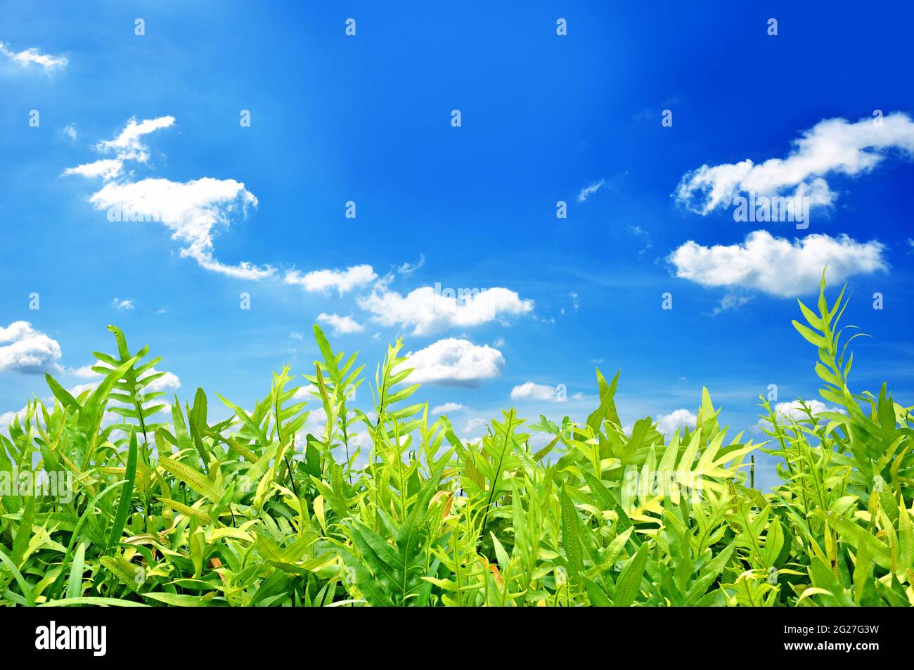 Grüne Farnblätter auf blauem Himmel Hintergrund Stockfoto