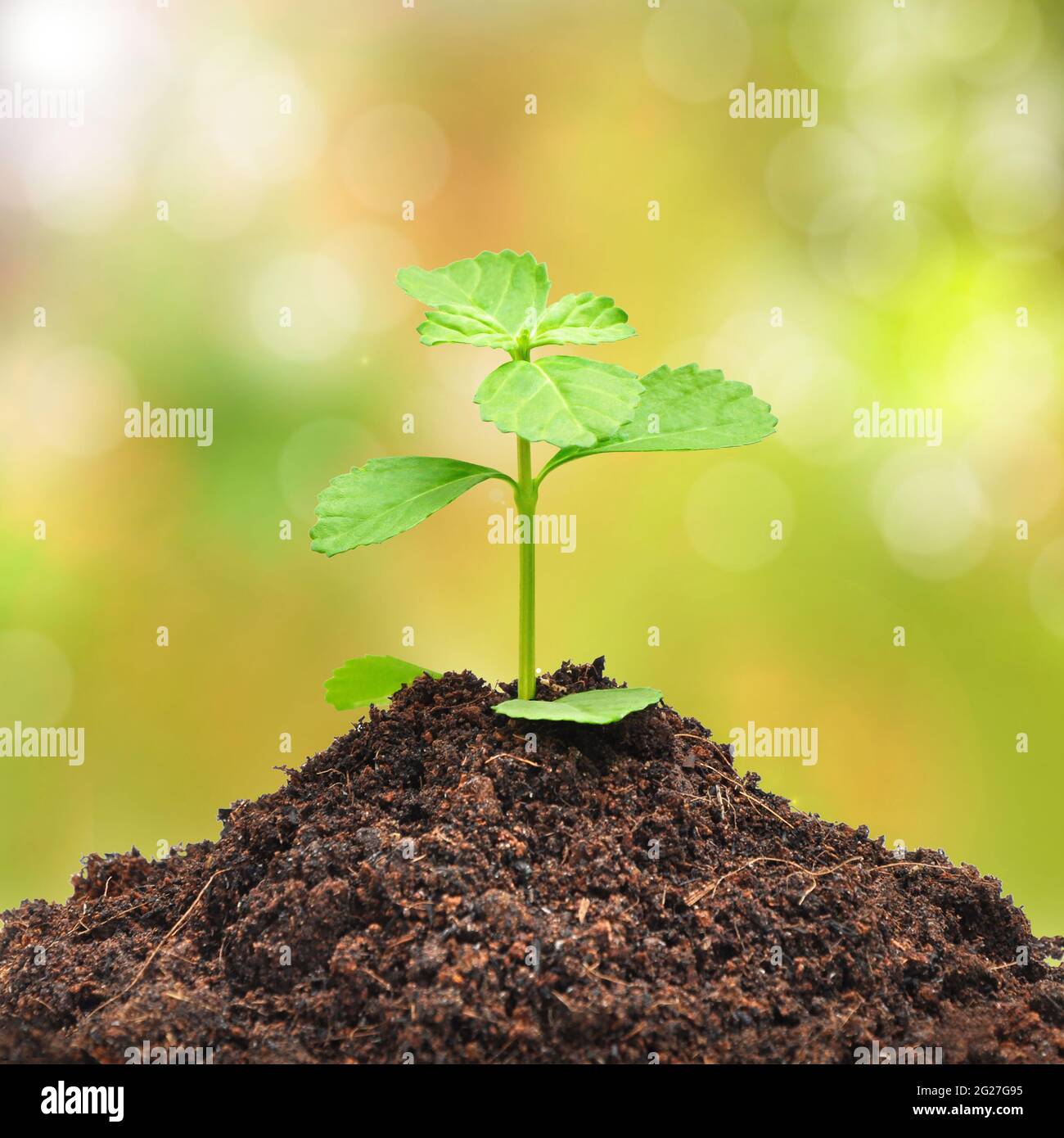 Kleiner grüner Sprössling, der aus dem Erdhaufen wächst Stockfoto