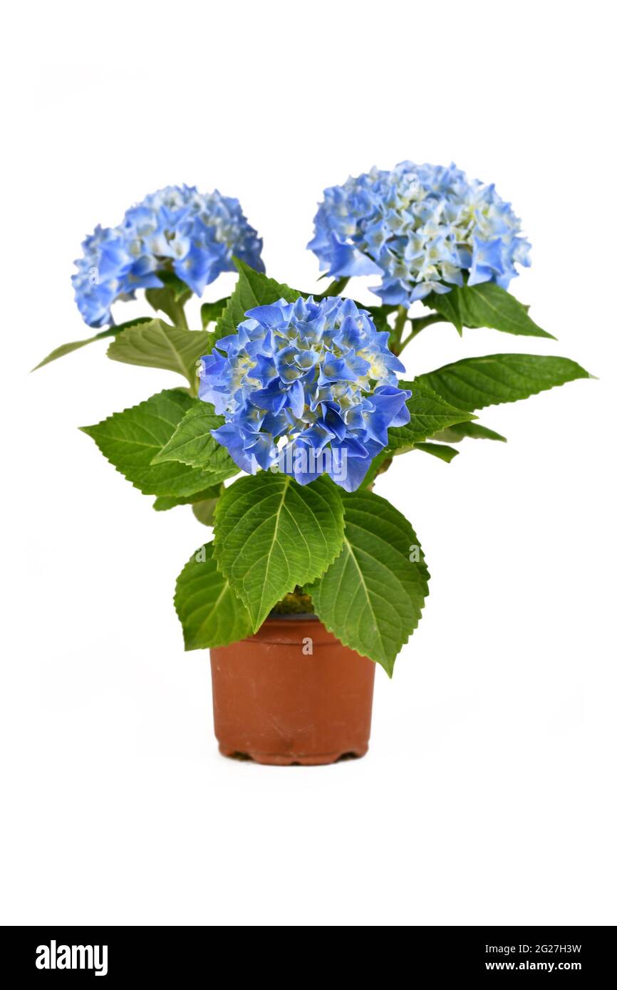 Eingetopfte Hydrangea-Pflanze mit blauen Blüten isoliert auf weißem Hintergrund Stockfoto