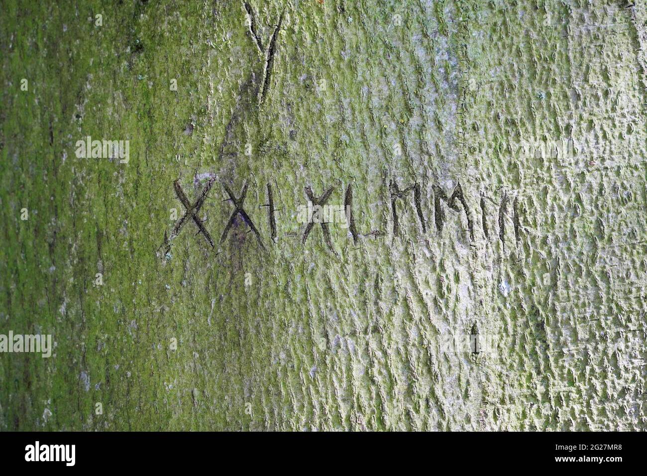 Römische Ziffern mit Daten, die in die Rinde eines alten Baumes gehauen wurden. Stockfoto
