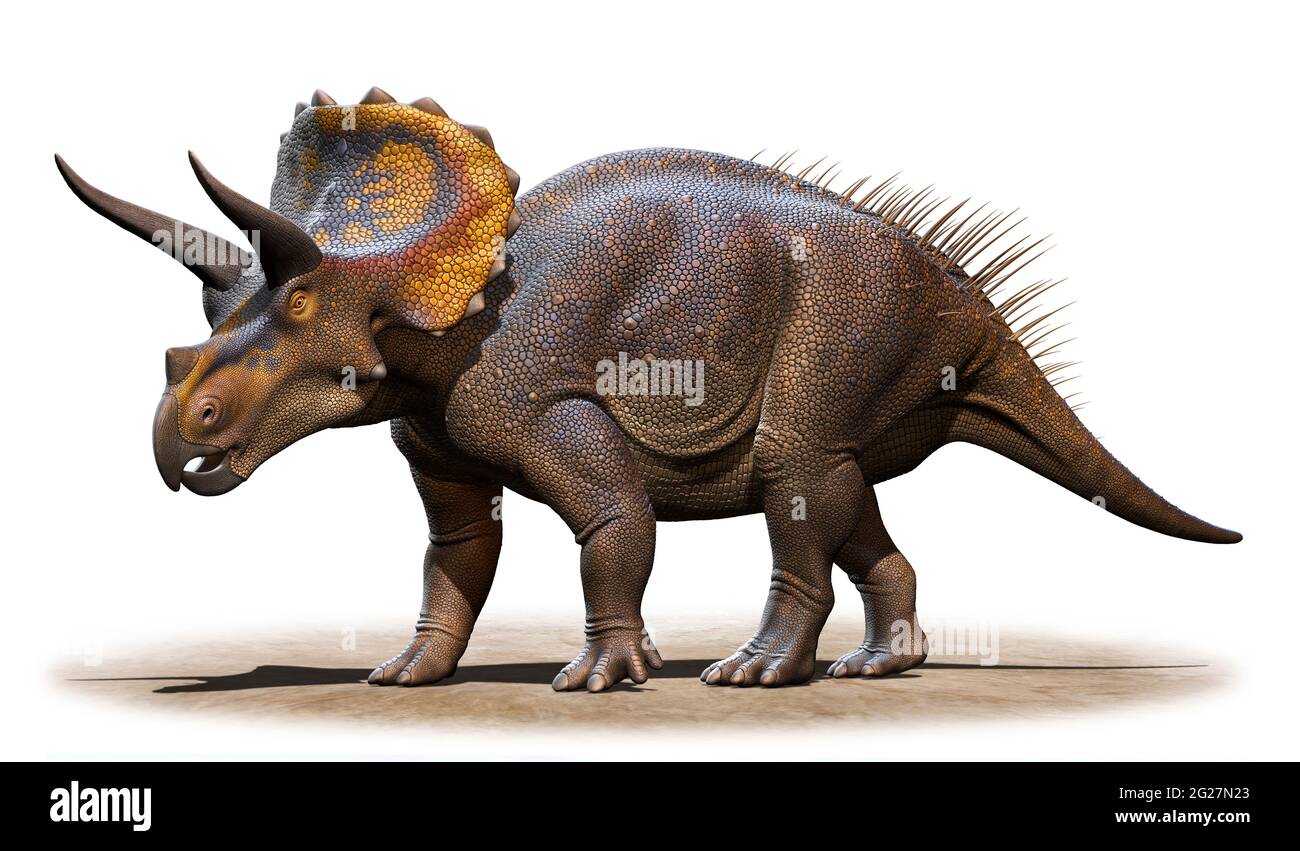Triceratops horridus isoliert auf weißem Hintergrund. Stockfoto