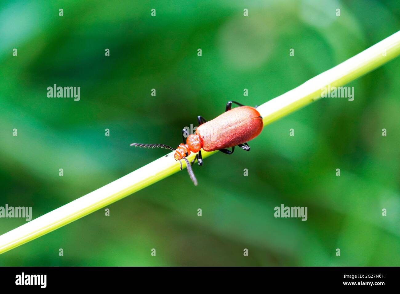 Rotfeuerkäfer, Pyrochroidae. Beetle sitzt auf einem Grashalm in einer natürlichen Umgebung. Nahaufnahme des Insekts. Stockfoto