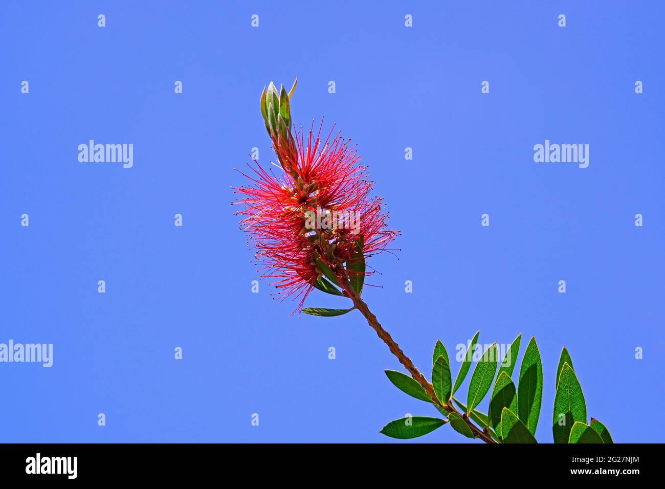 Carmine-Flaschenreiniger, Callistemon citrinus. Nahaufnahme einer exotischen roten Blume. Stockfoto
