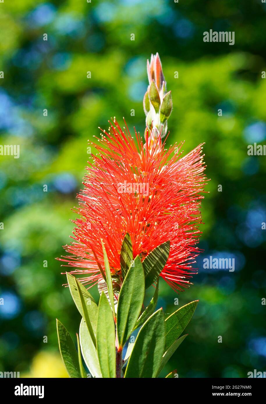 Carmine-Flaschenreiniger, Callistemon citrinus. Nahaufnahme einer exotischen roten Blume. Stockfoto