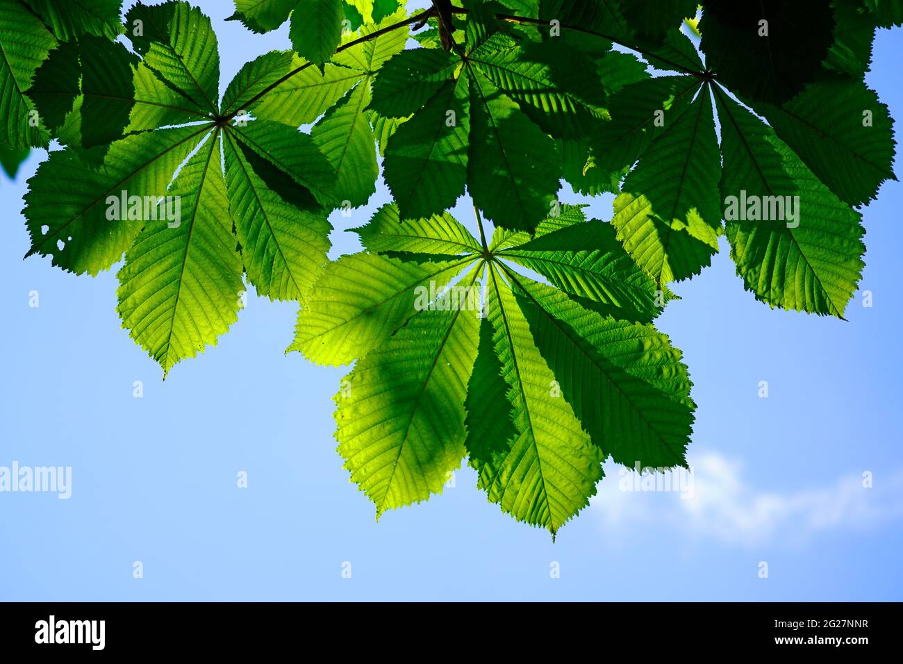 Blick von unten auf die Blätter eines alten Kastanienbaums. Grüner Hintergrund aus Kastanienblättern und blauem Himmel. Stockfoto