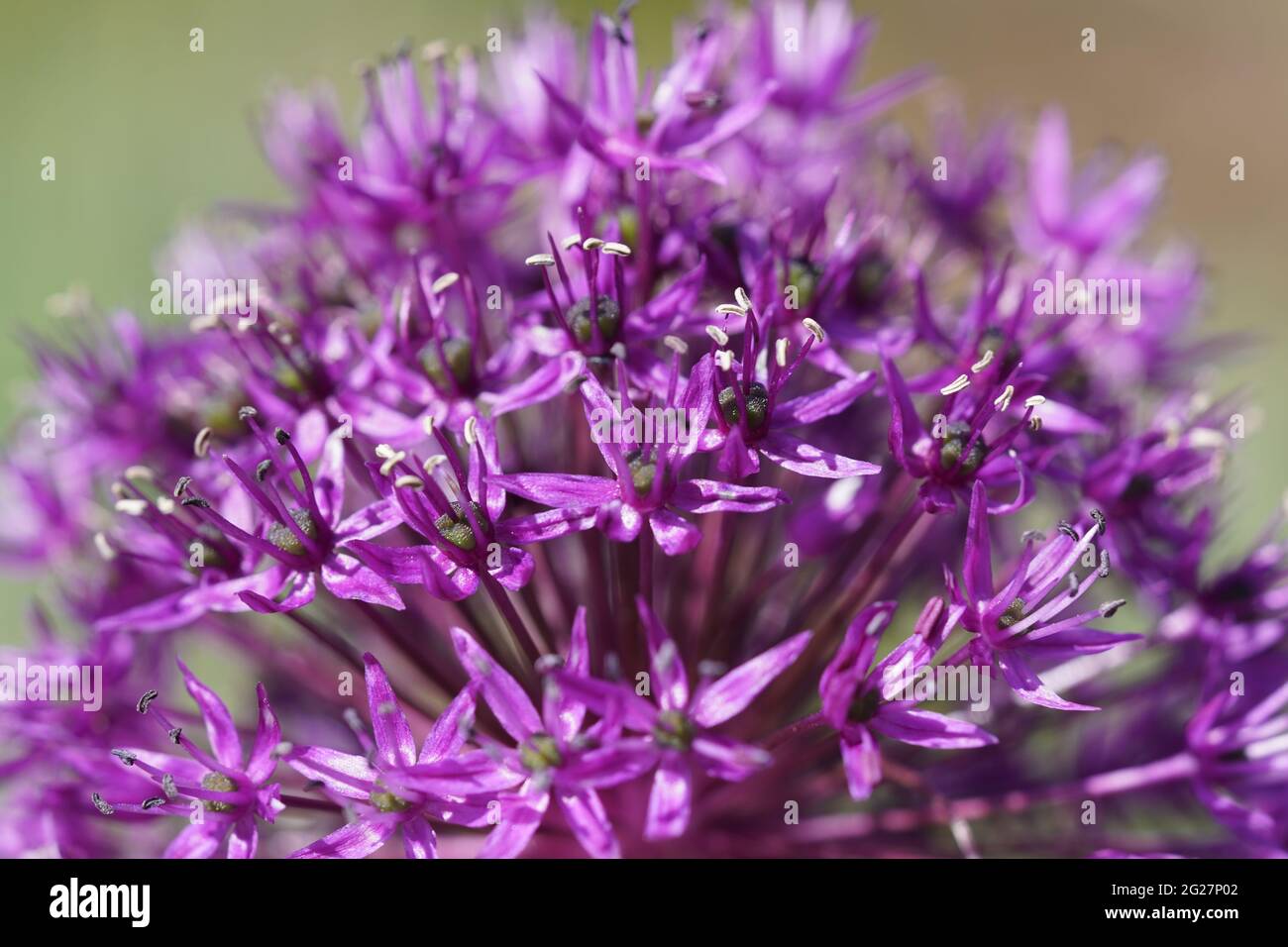 Riesige Zwiebel, Allium giganteum. Nahaufnahme der Anlage. Rosafarbene runde Blütenform. Stockfoto