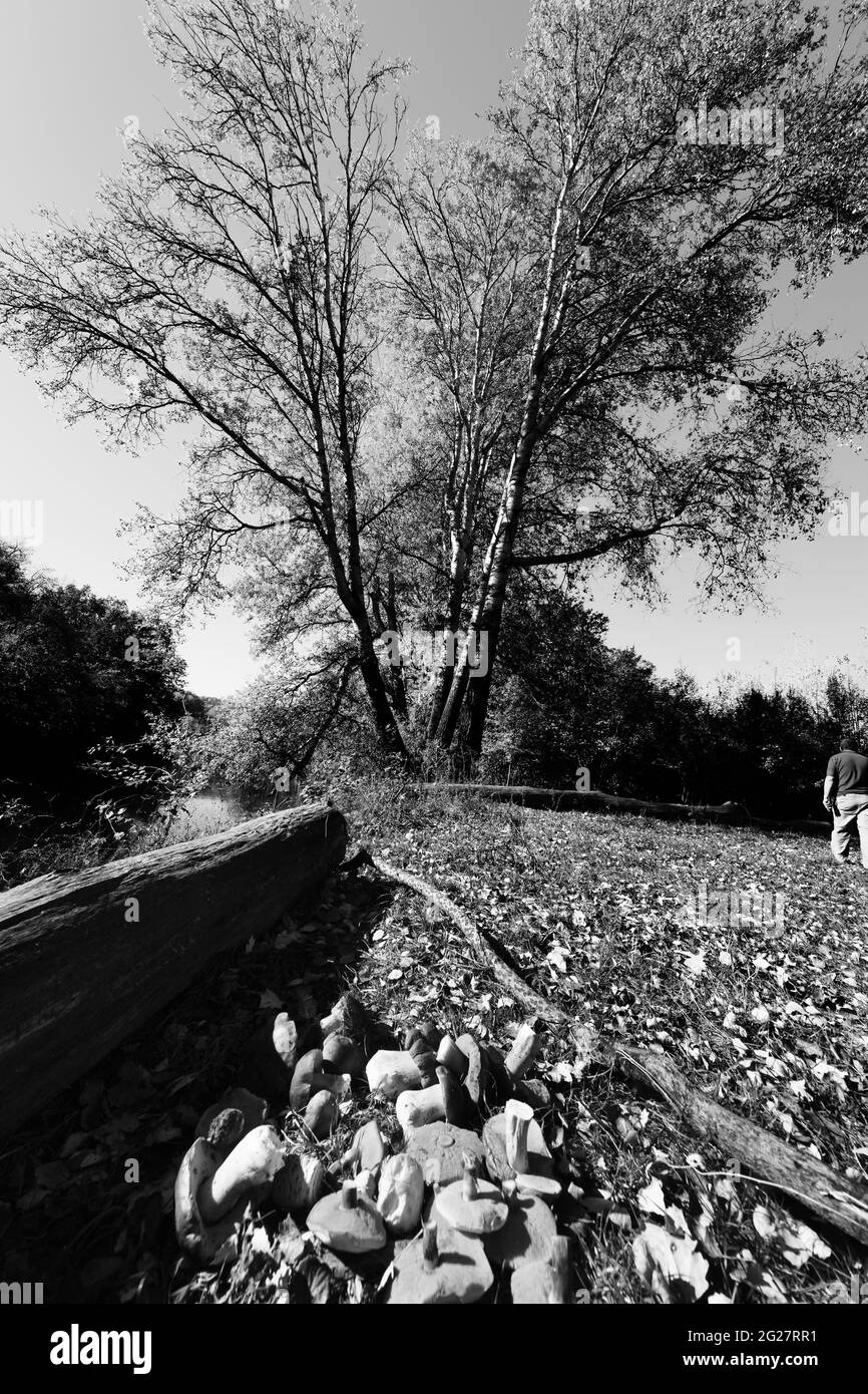 Schwarz-weiß gepflückte Steinpilze, Steinpilze und Sonnenschirmpilze liegen im Herbst auf der Wiese auf einem Haufen. Ernte von essbaren Pilzen im Wald gefunden. Wi Stockfoto