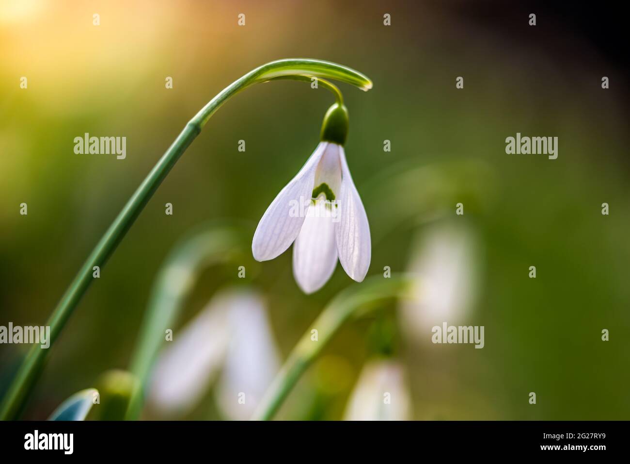 Schneeglöckchen oder gewöhnlicher Schneeglöckchen (Galanthus nivalis) blühen im Wald mit warmem Sonnenschein im Frühling. Die ersten Blumen der Frühjahrssaison sind Bloo Stockfoto