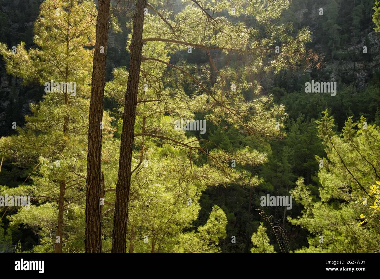 Schöner Kiefernwald mit Hintergrundbeleuchtung in den Bergen. Stockfoto