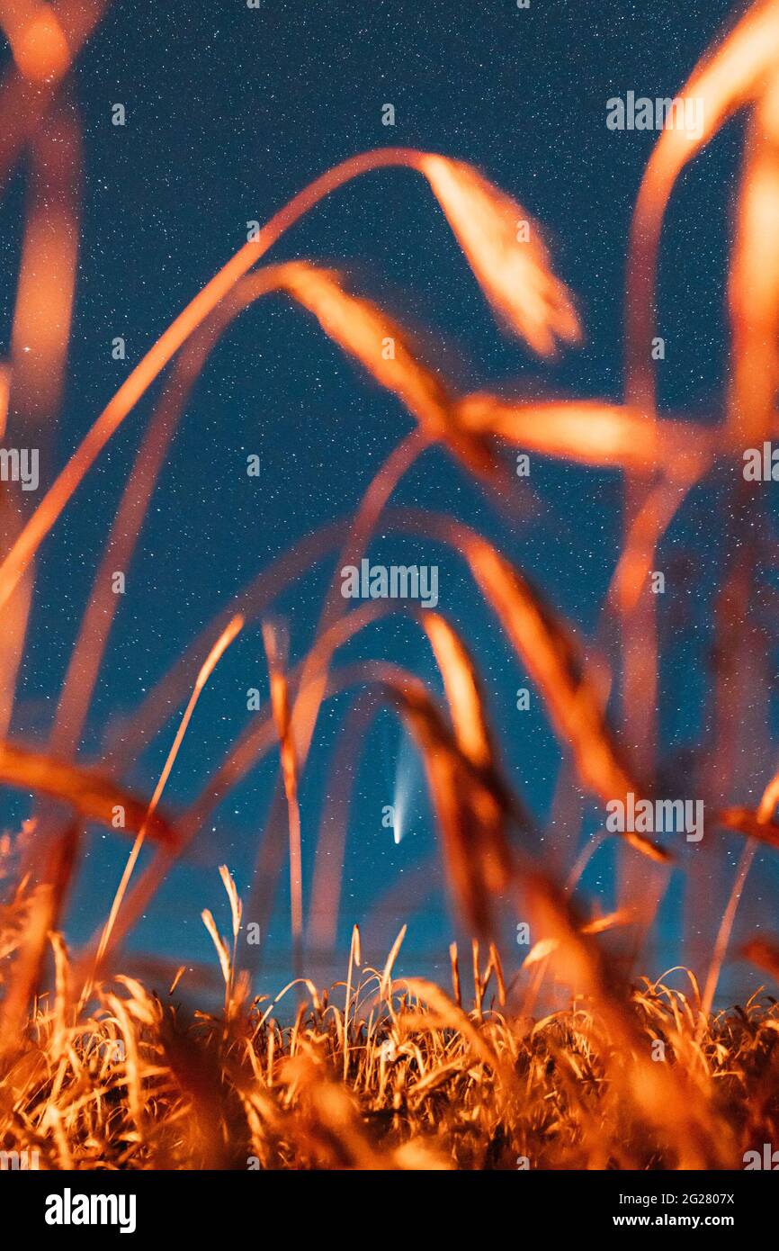 Weißrussland. 17. Juli 2020. Komet Neowise C 2020 F3 leuchtet hell in der Nacht Sternenhimmel über Young Wheat Field. Nacht Sterne Über Sommer Landwirtschaft Stockfoto