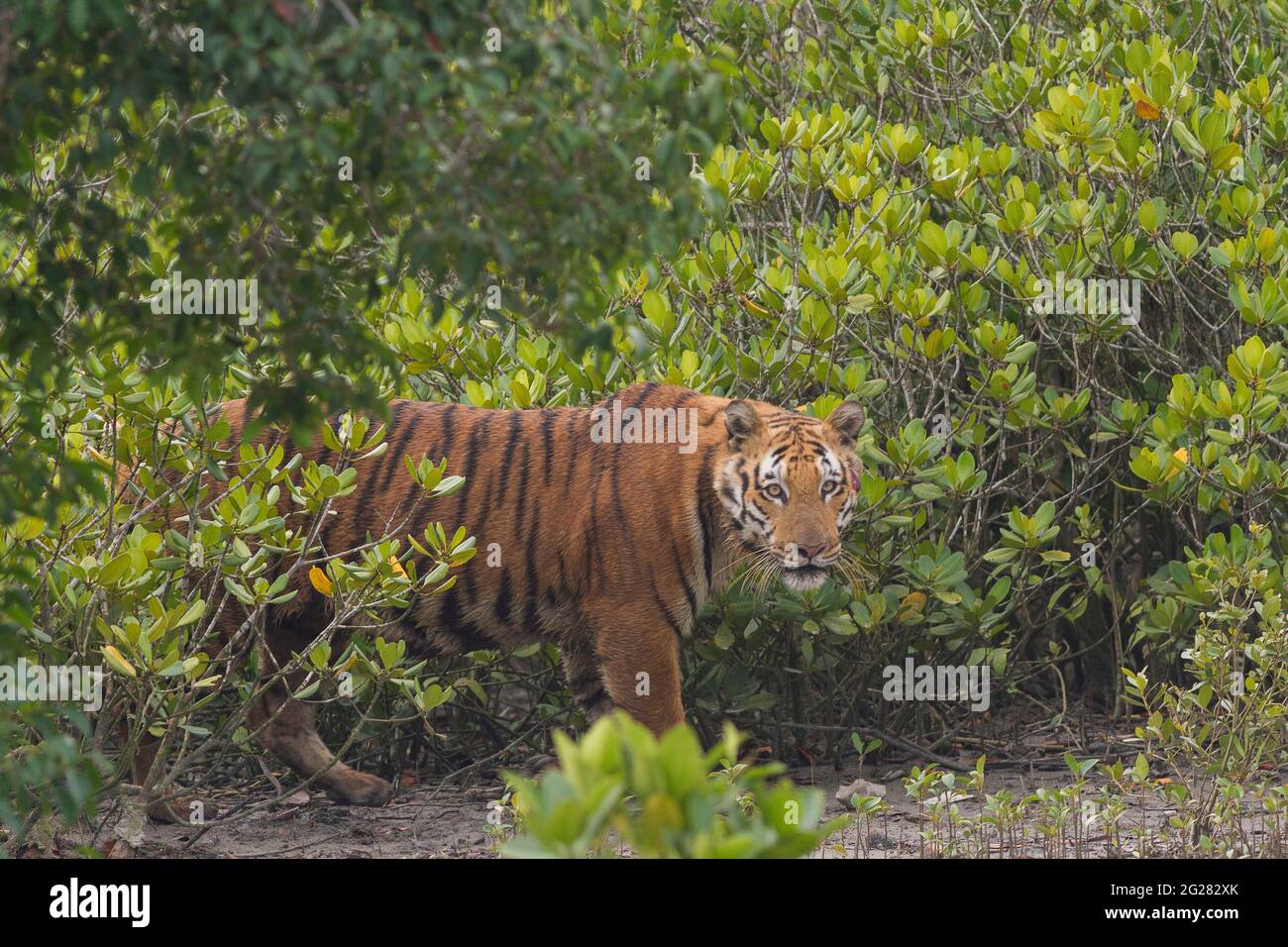 Verletzter bengalischer Tiger starrt aus den Büschen im Sundarban Tiger Reserve im westbengalischen Bundesstaat Indien Stockfoto