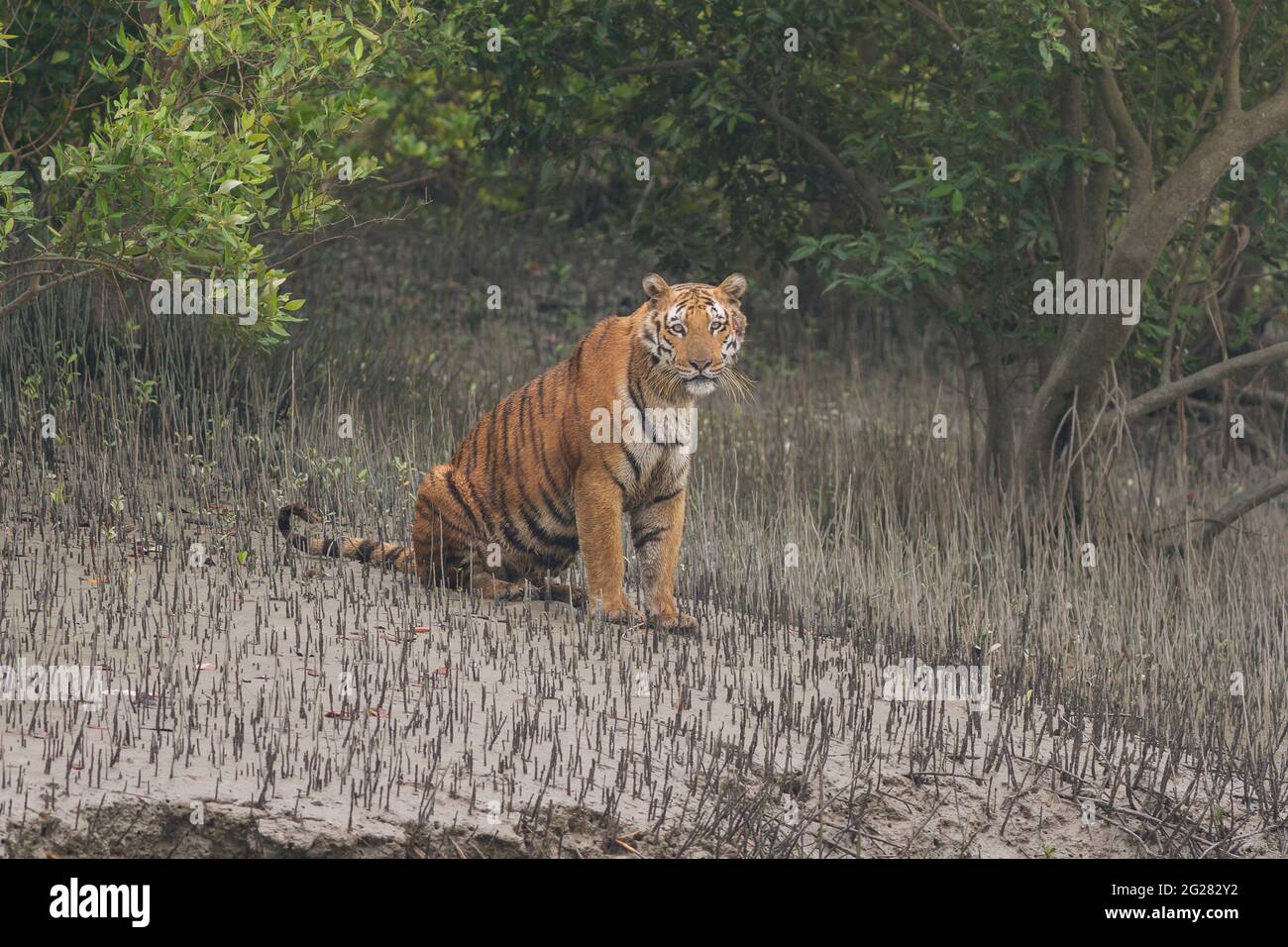 Dominanter erwachsener männlicher Bengaltiger, der auf dem Wattmeer sitzt und Sundarban Tiger Reserve, Westbengalen, Indien, anstarrt Stockfoto
