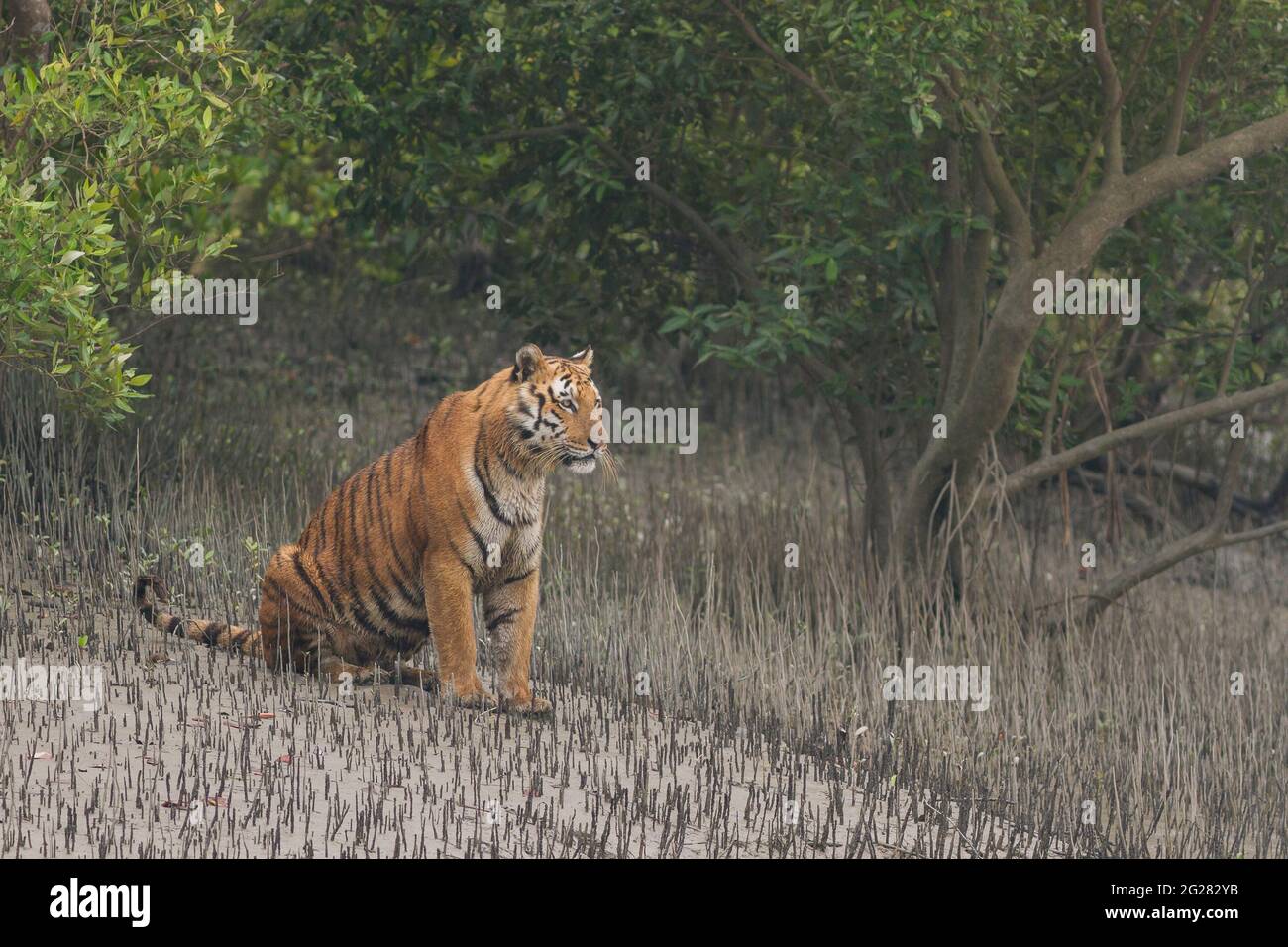 Dominanter erwachsener männlicher Bengaltiger, der auf dem Watt vor der Flussüberquerung im Sundarban Tiger Reserve, Westbengalen, Indien, sitzt Stockfoto