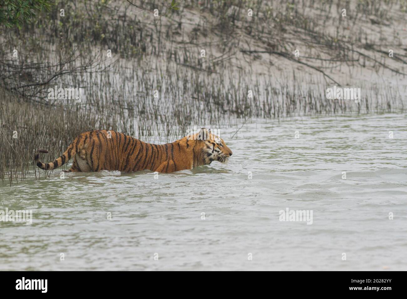 Dominanter erwachsener männlicher bengalischer Tiger, der im Wasser im Kanal watet, um zur angrenzenden Insel im Sundarban Tiger Reserve, Westbengalen, Indien, zu überfahren Stockfoto