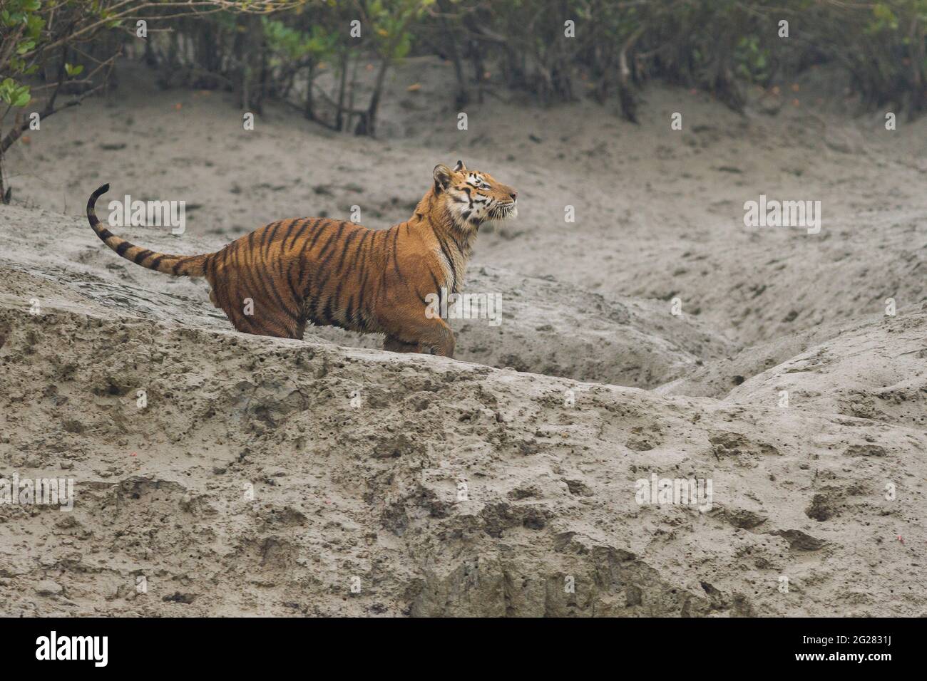 Dominanter erwachsener männlicher bengalischer Tiger, der im Sundarban Tiger Reserve, Westbengalen, Indien, während der Ebbe hoch gehalten wird, matflat aufsteigt und den Kopf hoch hält Stockfoto