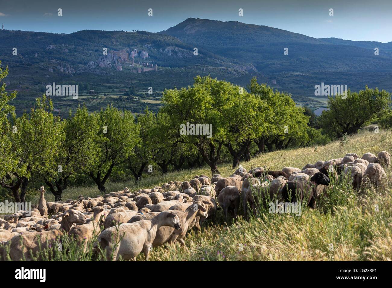 Eine Herde von Schafweiden in der Umgebung des Schlosses Loarre, einer Festung aus der Zeit der Einmischung auf einem Hügel in der spanischen Provinz Huesca. Stockfoto