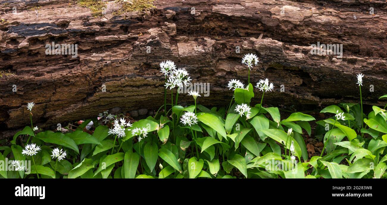Wilder Knoblauch wächst in einem britischen Wald Stockfoto