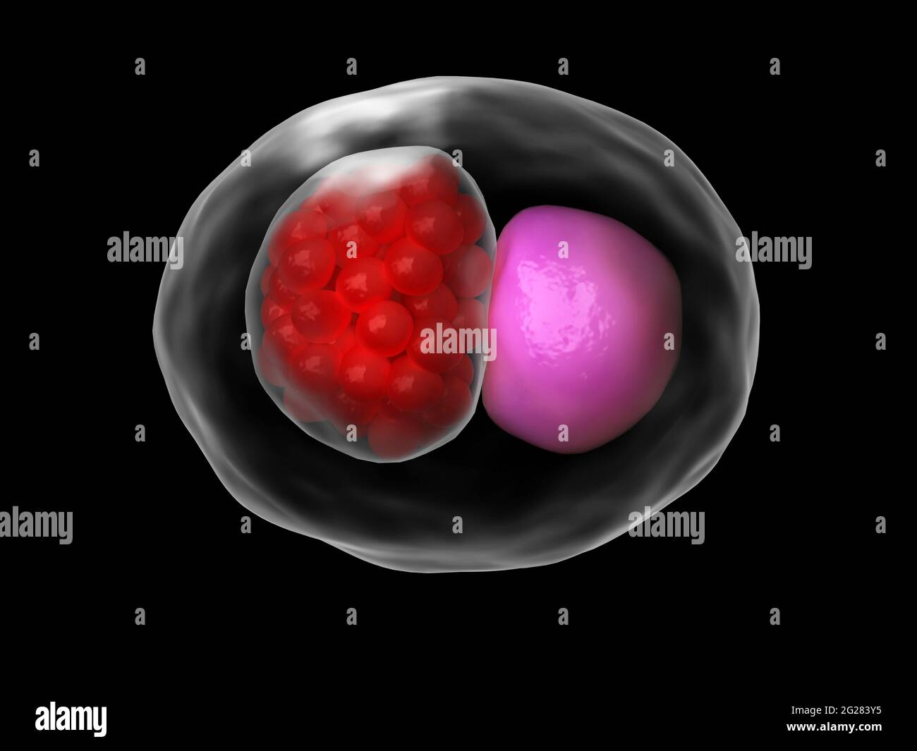 Mikroskopisches Konzept von Chlamydia psittaci. Stockfoto