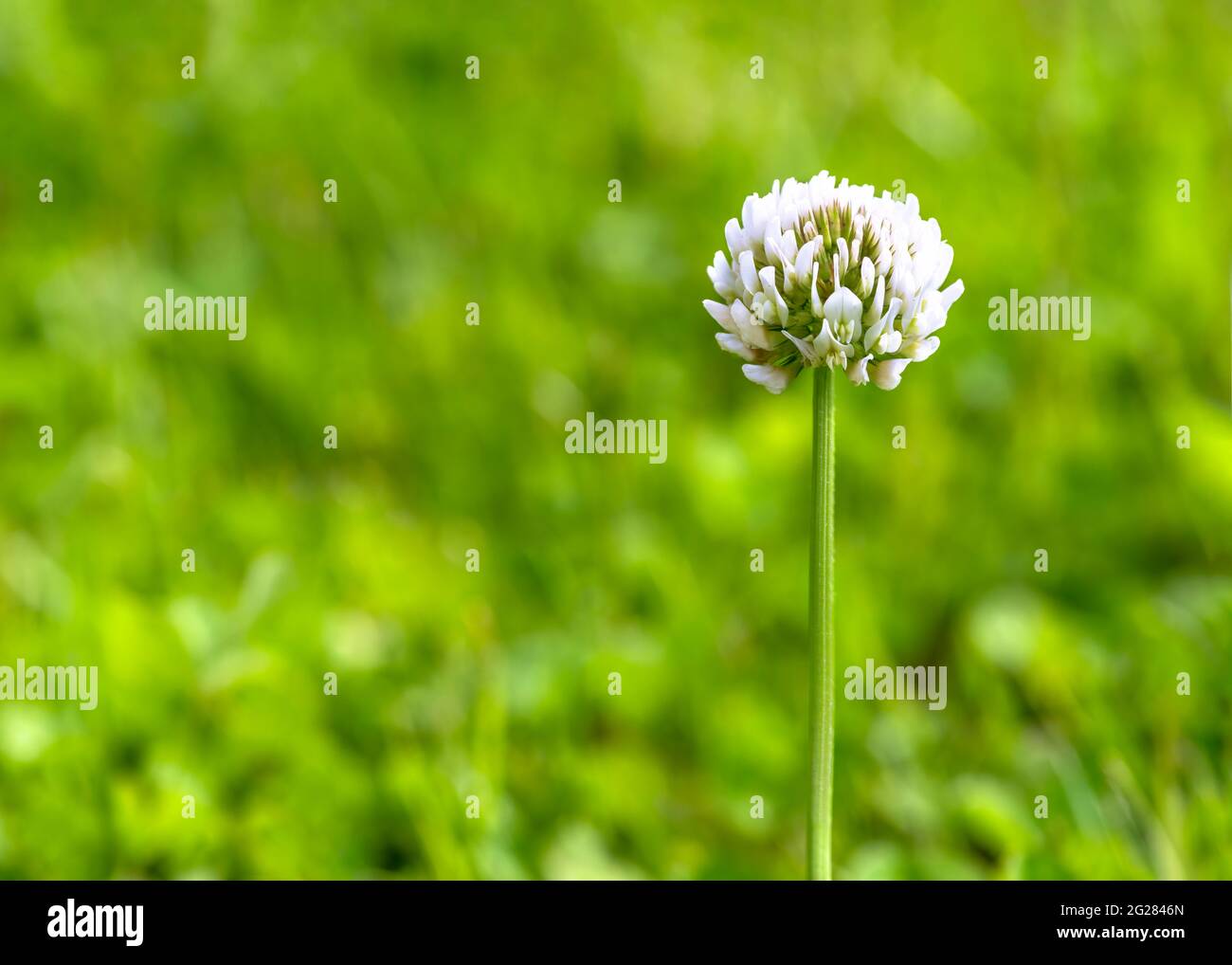 Selektiver Fokus auf eine einzelne weiße Kleeblatt Blume Trifolium repens, auch bekannt als Dutch Clover, Ladino Clover, oder Ladino, Grüngras Hintergrund ist DIS- Stockfoto