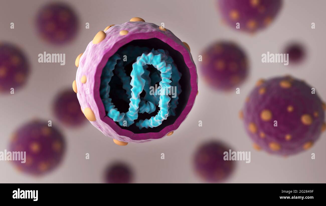 Biomedizinische Illustration mit dem Querschnitt des Hantavirus. Stockfoto