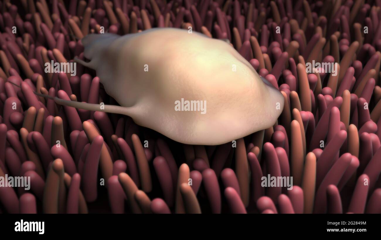 Biomedizinische Illustration des Giardia-Parasiten im menschlichen Darm. Stockfoto