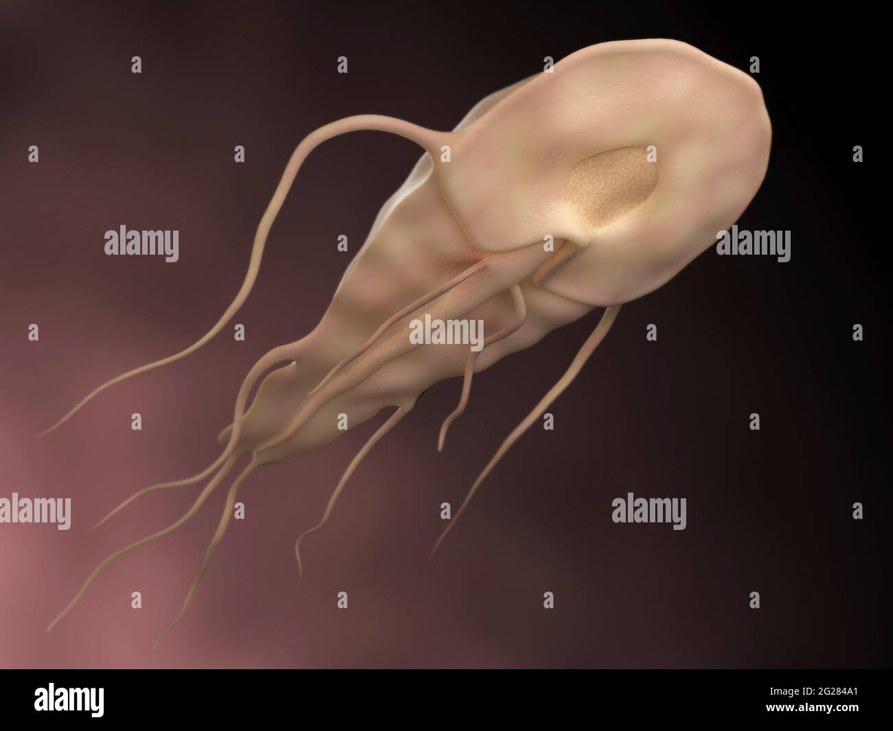 Biomedizinische Illustration des Giardia-Parasiten. Stockfoto