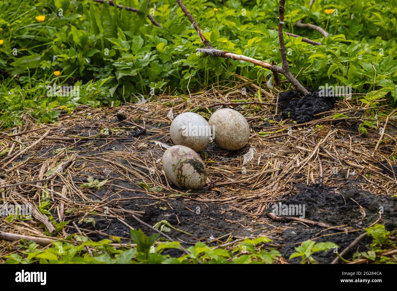 Drei stute Schwaneier Stockfoto