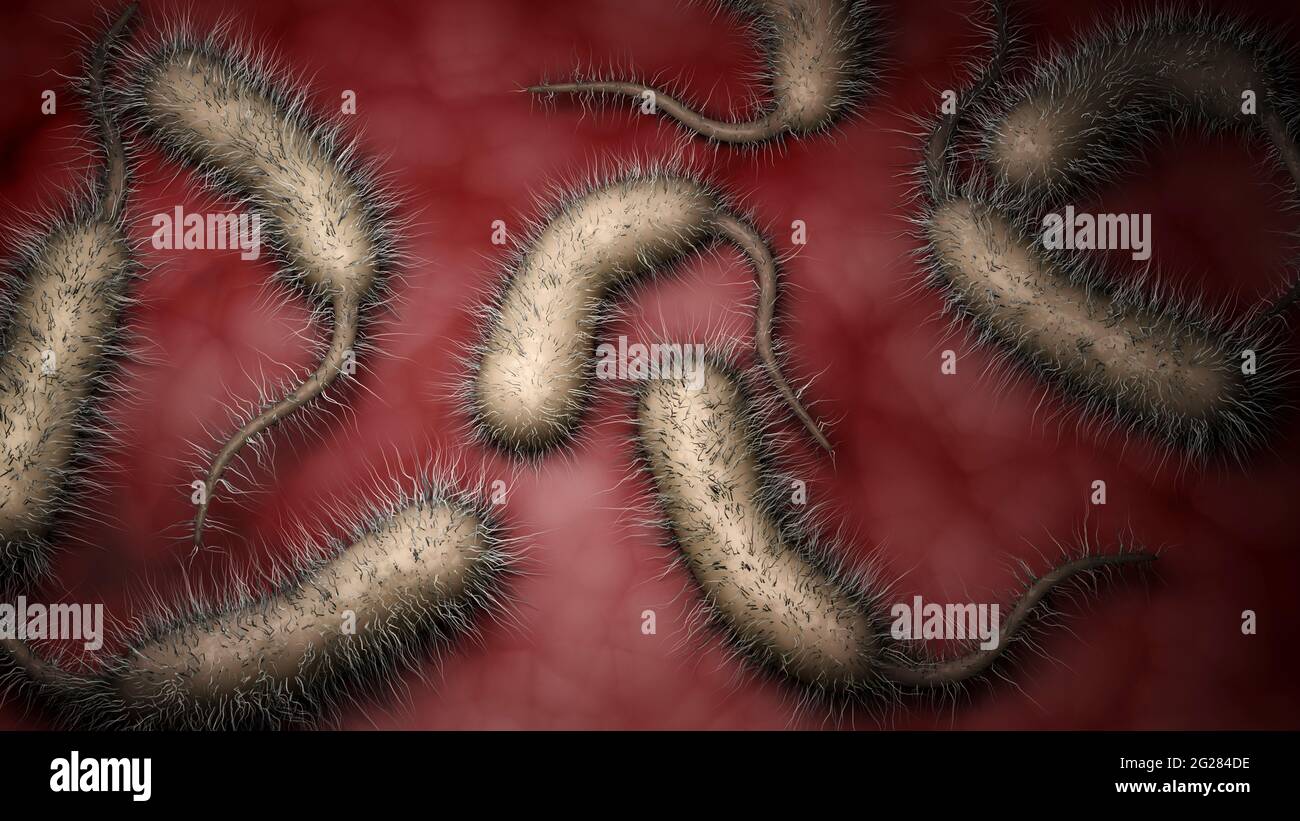 Biomedizinische Illustration von Vibrio vulnificus Bakterien im menschlichen Körper. Stockfoto