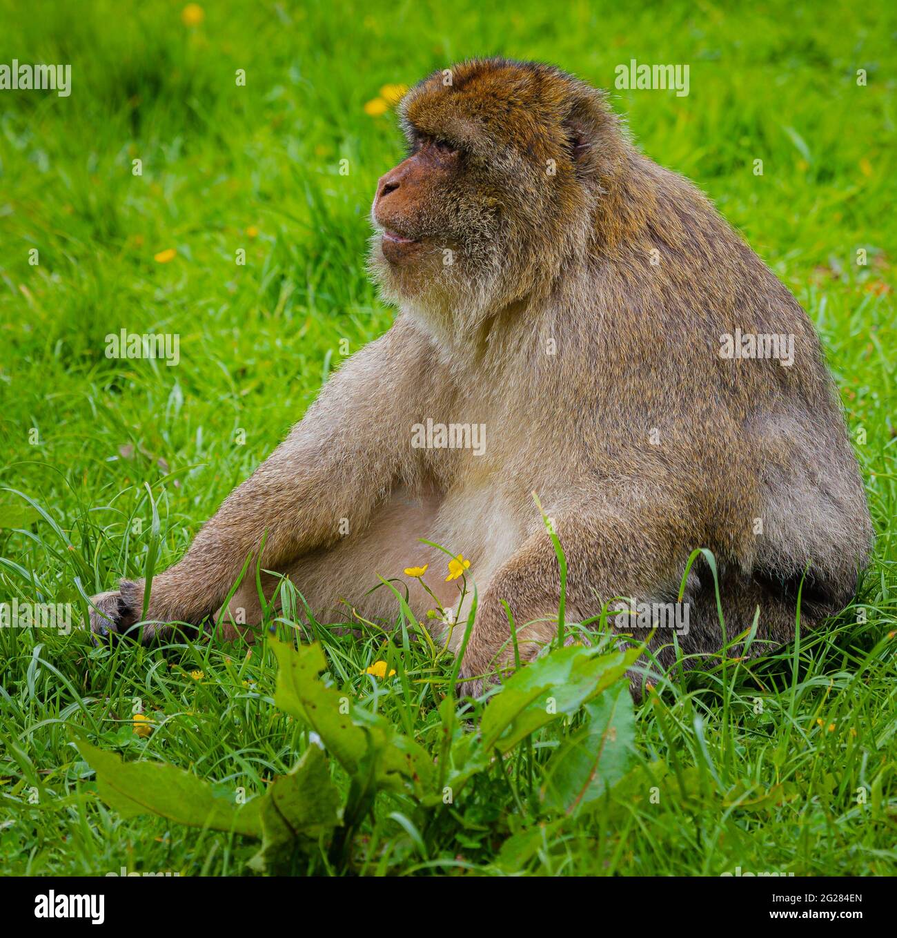 Barbary Macaque, Monkey Forest, Trentham, Großbritannien Stockfoto