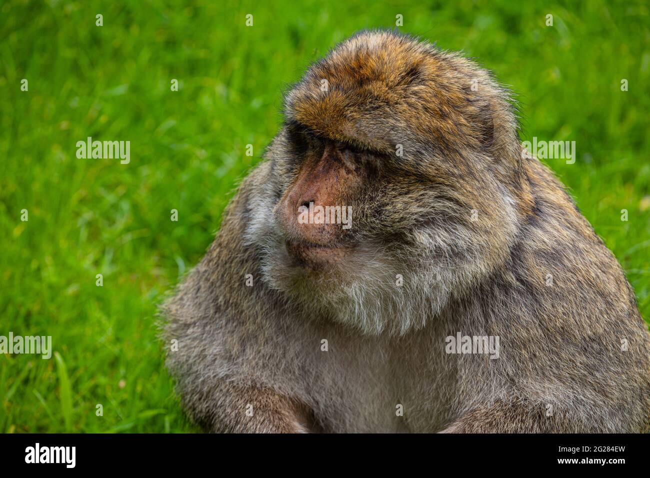 Barbary Macaque, Monkey Forest, Trentham, Großbritannien Stockfoto
