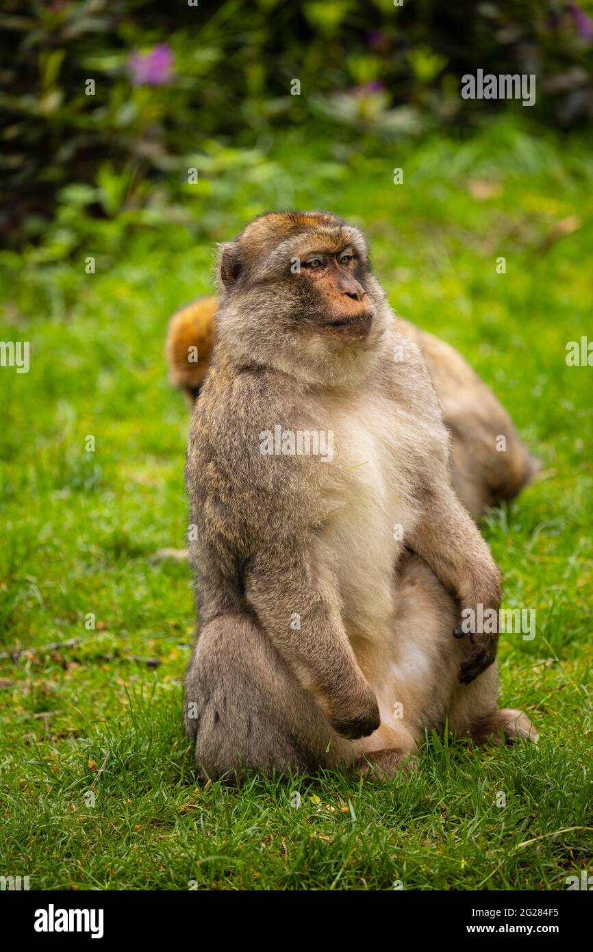 Barbary Macaque, Monkey Forest, Trentham, Großbritannien Stockfoto