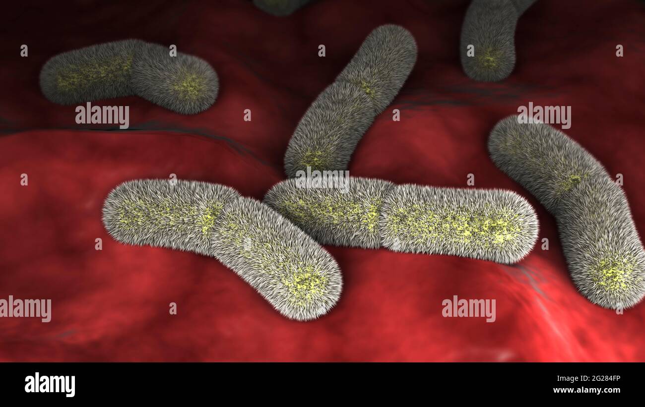 Mikroskopische Ansicht von Yersinia pestison Bakterien auf der Oberfläche. Stockfoto