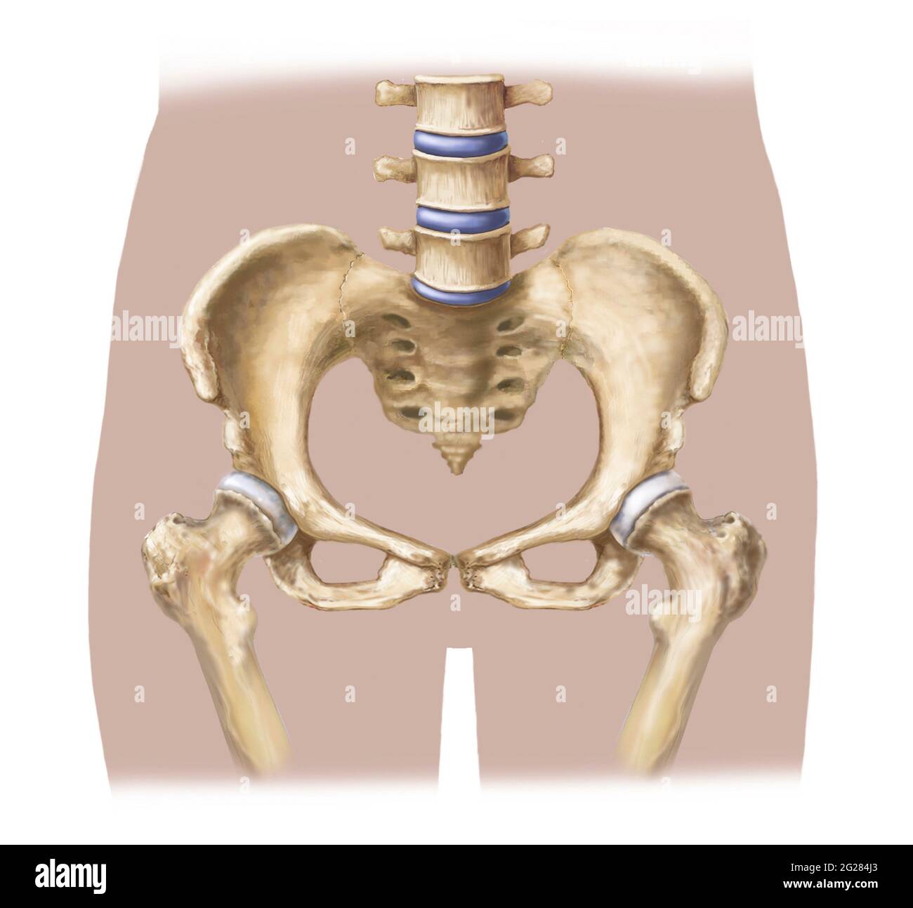 Beckenknochen und Oberschenkel im Körperumriss. Stockfoto