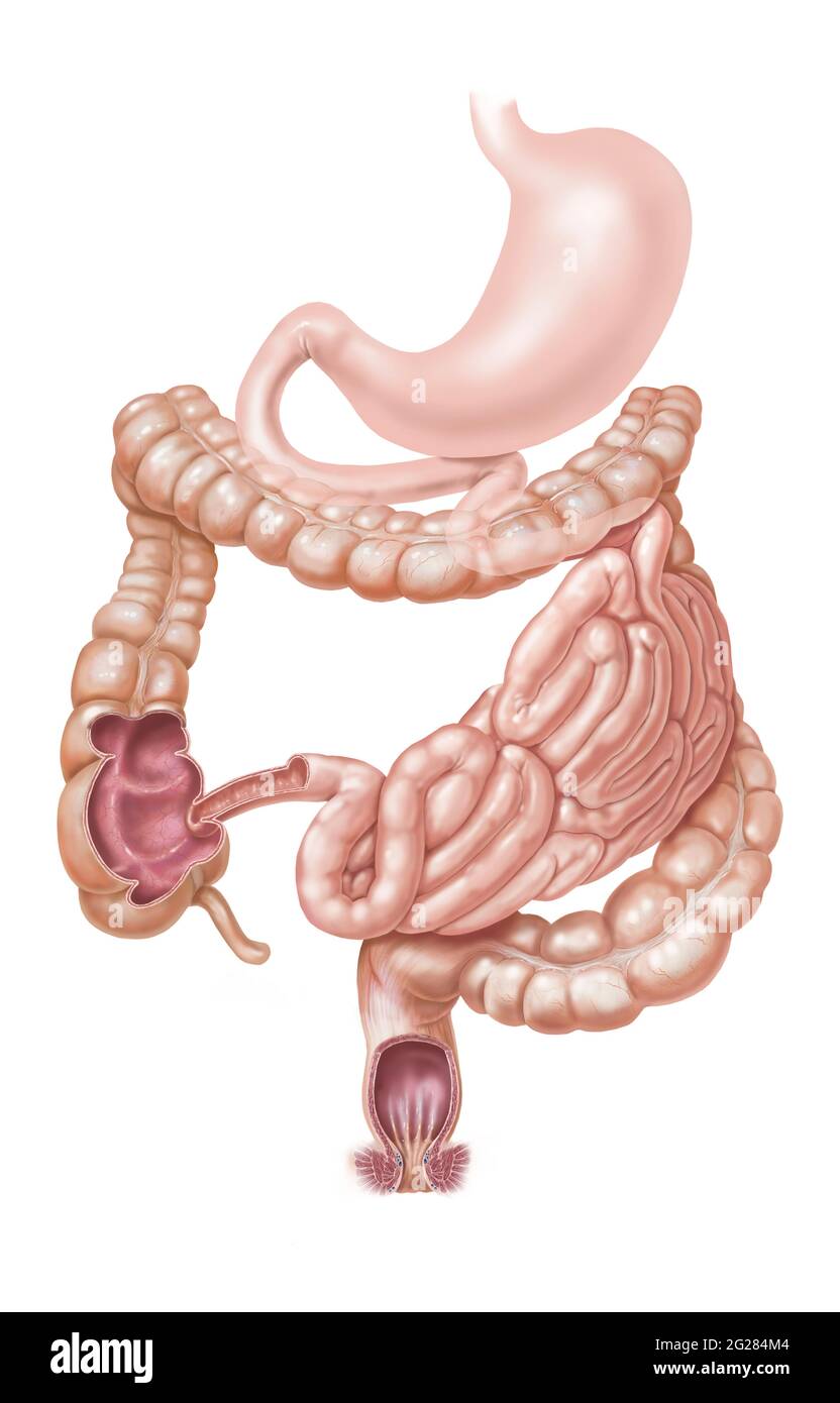Magen, Dünndarm und Dickdarm und Rektum auf weißem Hintergrund. Stockfoto