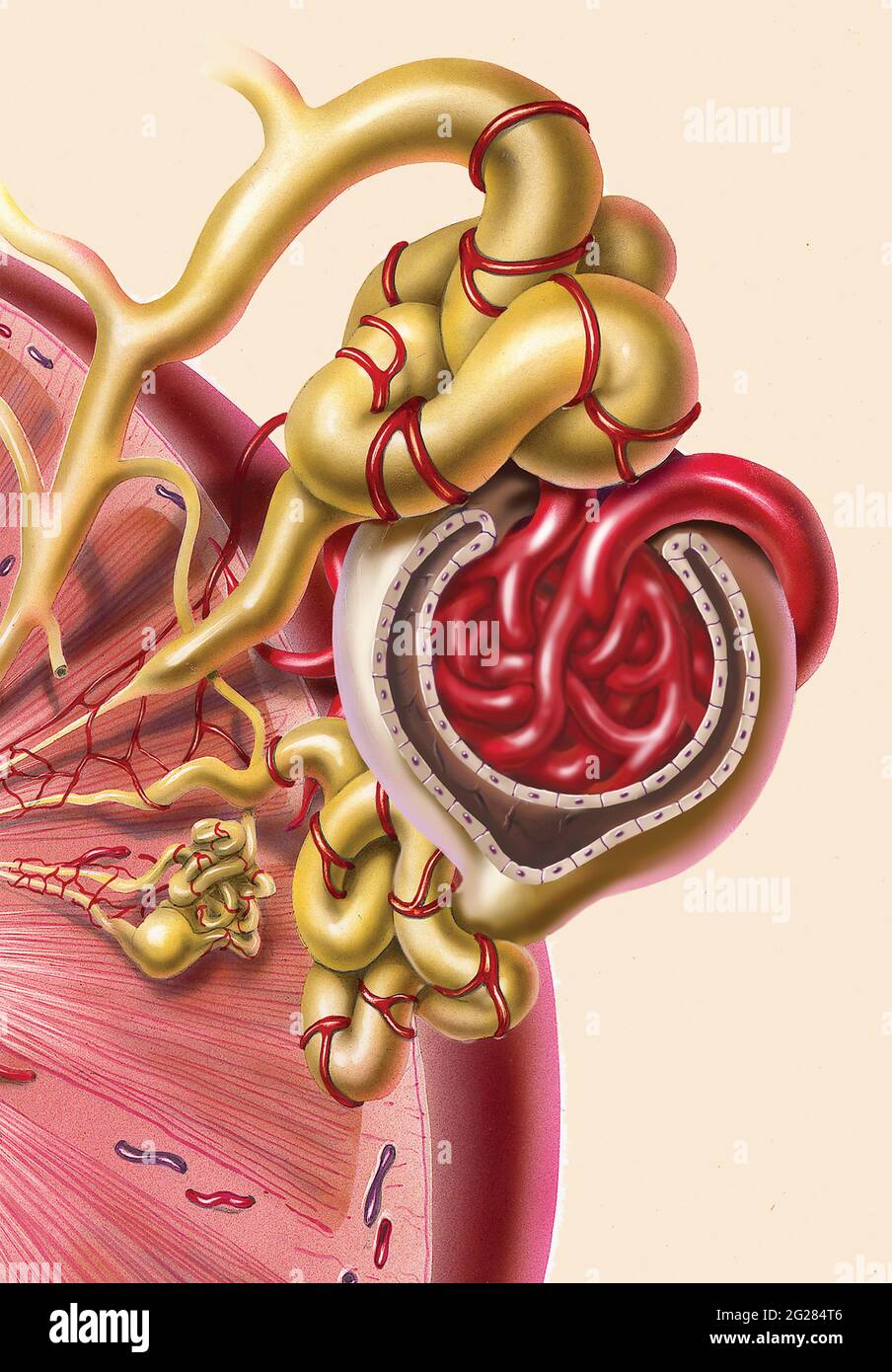 Glomerulus Detail auf der Niere. Stockfoto