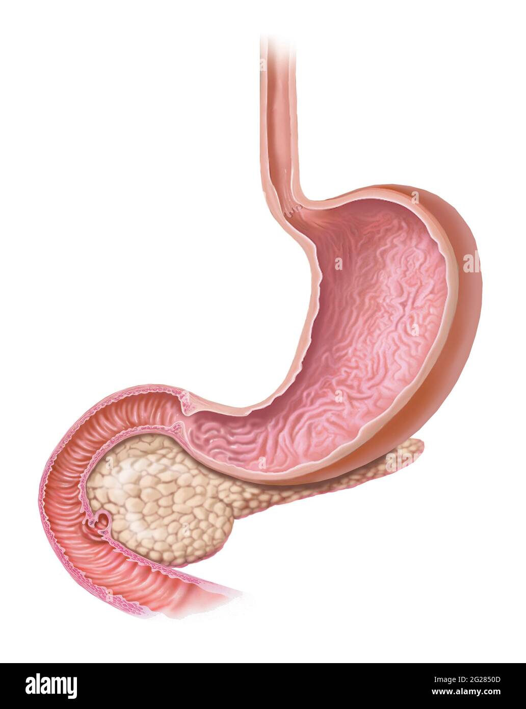 Magen und Bauchspeicheldrüse reiben sich zu Duodenum und zeigen Ampulla von Vater. Stockfoto