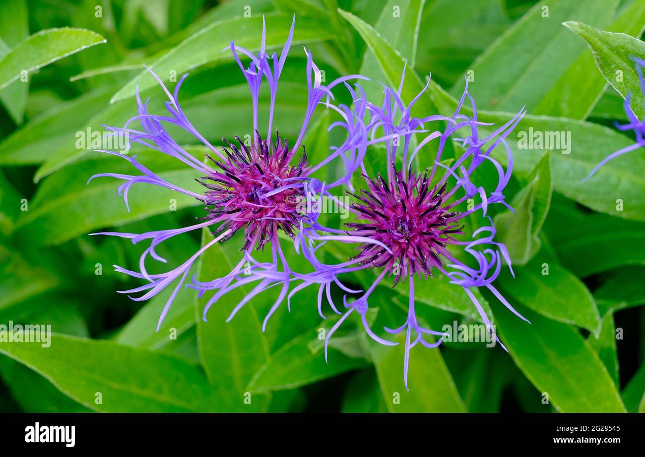 Blühende Pflanze centaurea montana im englischen Garten Stockfoto