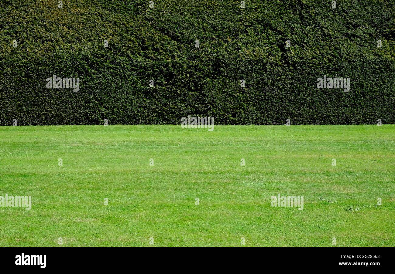 Große getrimmte Eibenhecke und grün geschnittener Rasen im Garten, norfolk, england Stockfoto