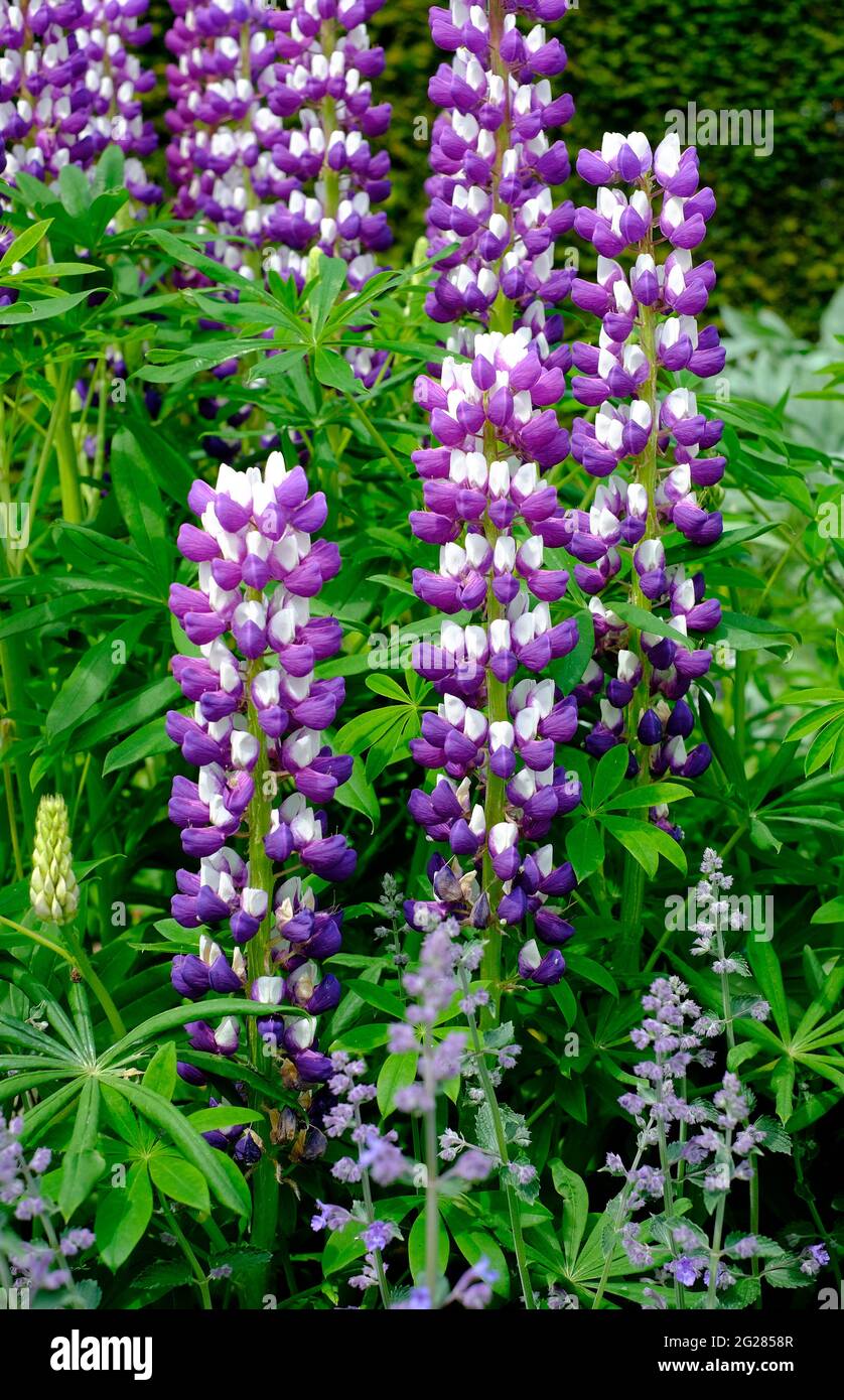 Lila und weiße Lupinen im englischen Cottage Garden, norfolk, england Stockfoto