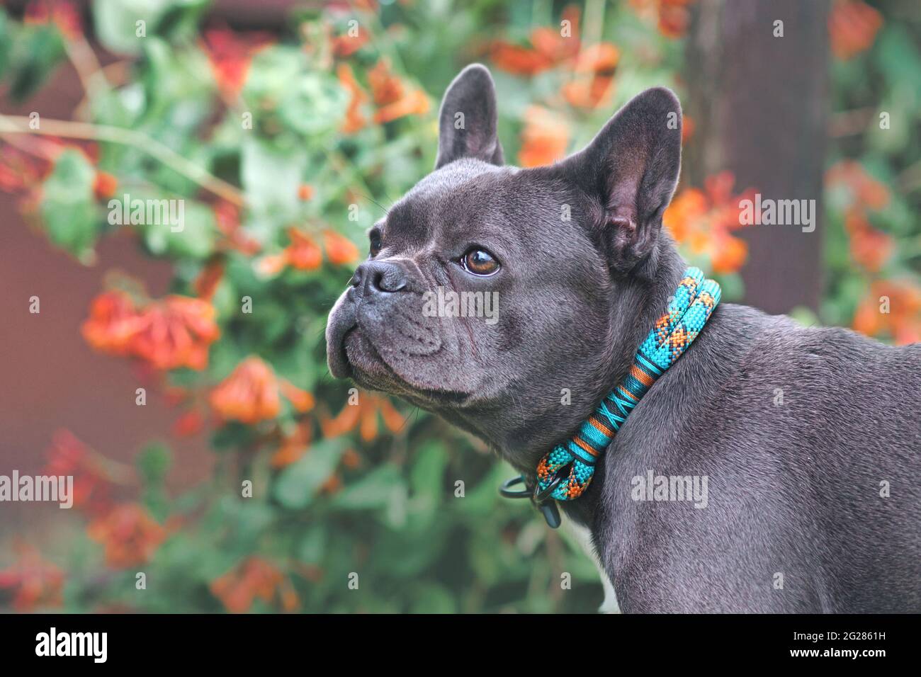 Schwarzer französischer Bulldogge mit Kordelkragen vor verschwommenen Blumen Stockfoto